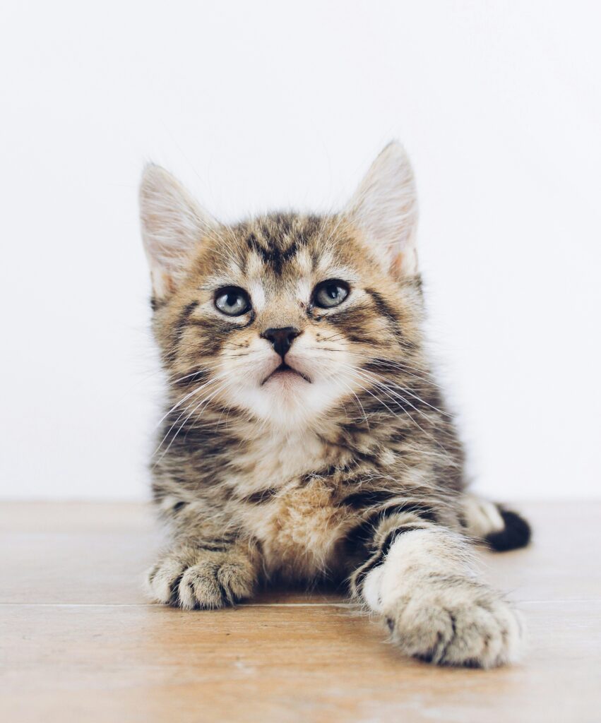 VZW Chamour, goed doel om geld in te zamelen voor kattenasielen